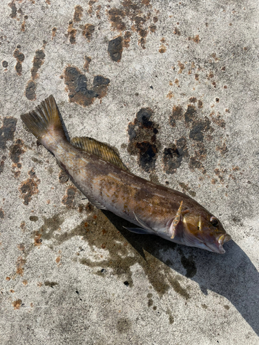 アイナメの釣果