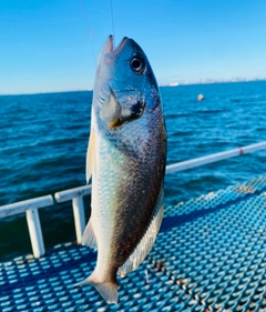 イシモチの釣果