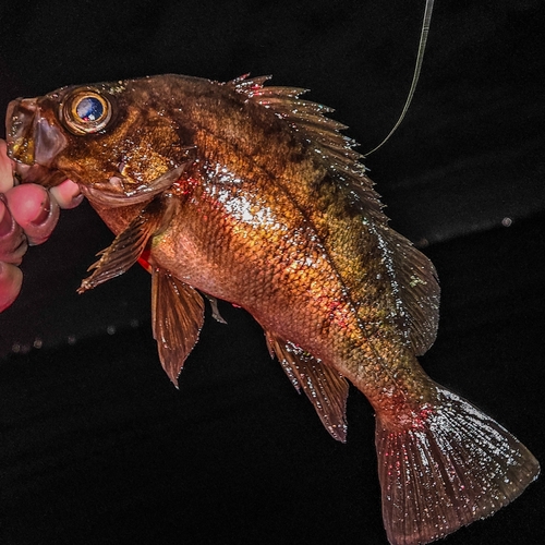 シロメバルの釣果