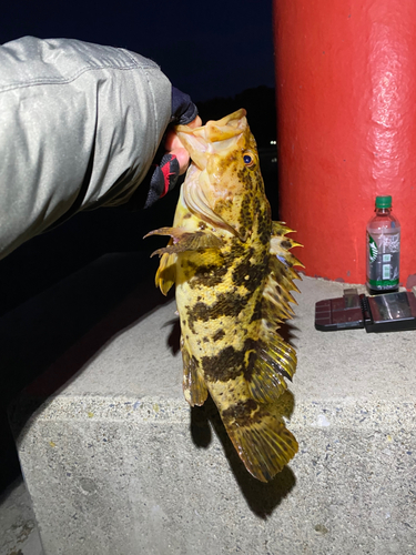 メバルの釣果