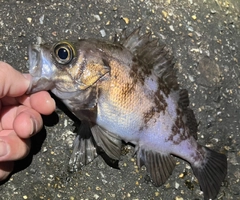 メバルの釣果