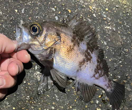 メバルの釣果