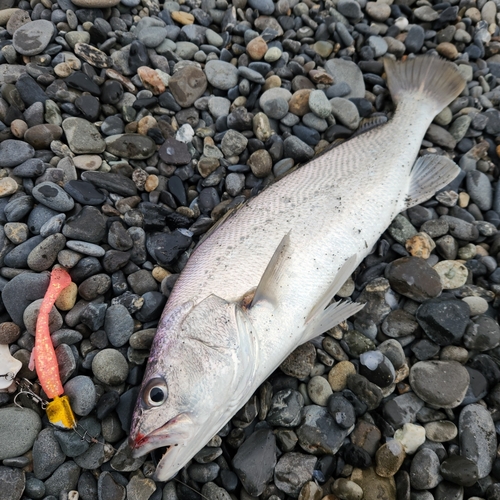 オオニベの釣果