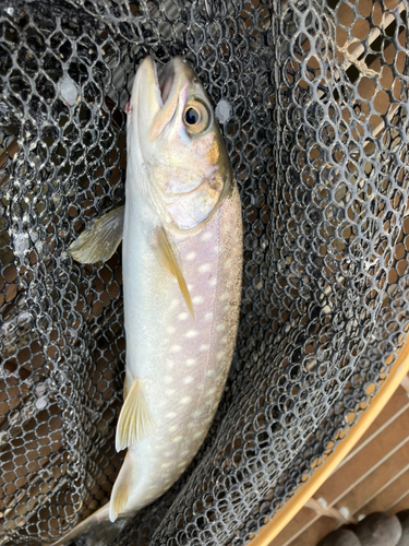 アメマスの釣果