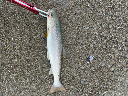 アメマスの釣果