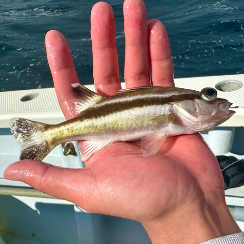 アラの釣果