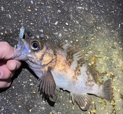 メバルの釣果