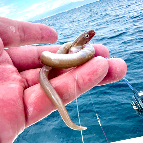 アナゴの釣果