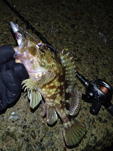 ガシラの釣果