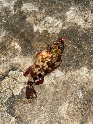 カサゴの釣果