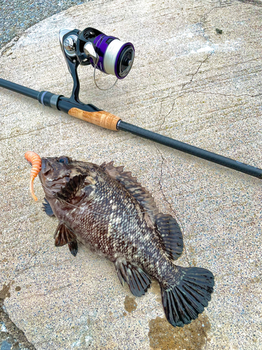 オウゴンムラソイの釣果