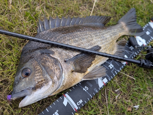 チヌの釣果