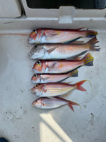 アマダイの釣果