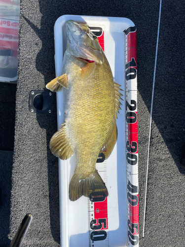 スモールマウスバスの釣果