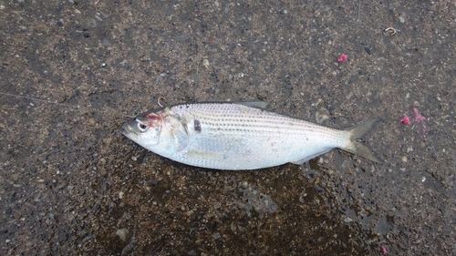 コノシロの釣果