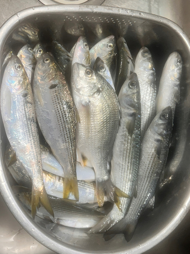 コノシロの釣果