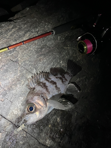 メバルの釣果