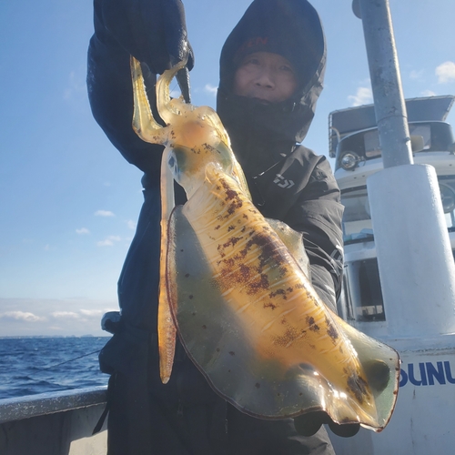 アオリイカの釣果