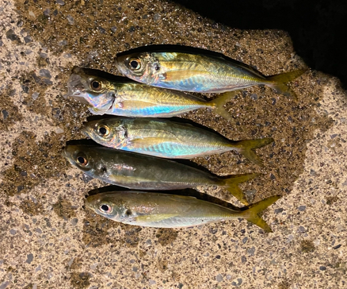 アジの釣果