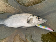 ヒラスズキの釣果