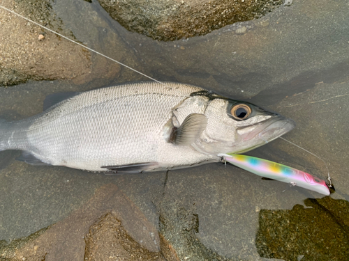 ヒラスズキの釣果