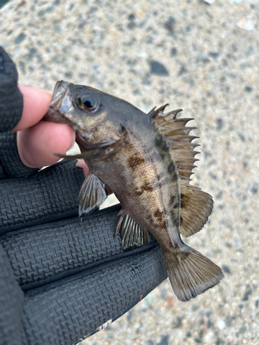 メバルの釣果