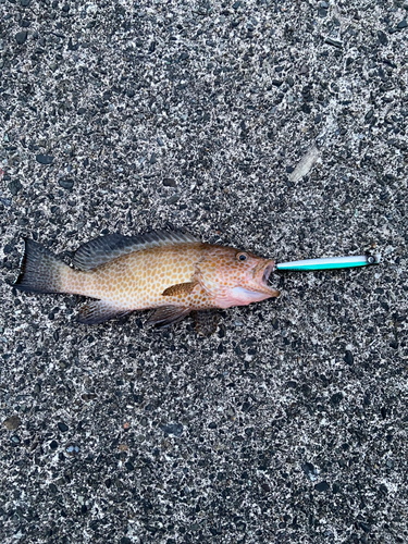 オオモンハタの釣果