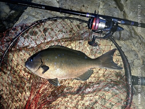 オナガグレの釣果