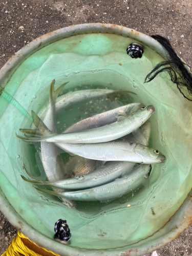 コノシロの釣果