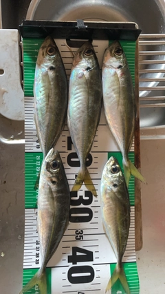 アジの釣果