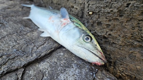 サゴシの釣果