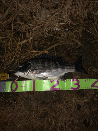 クロダイの釣果