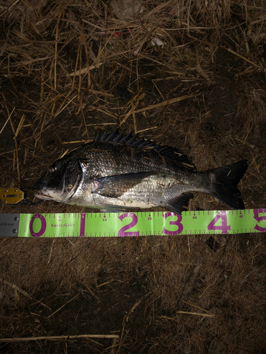 クロダイの釣果