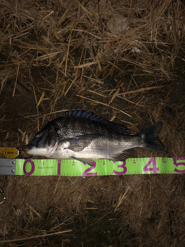 クロダイの釣果