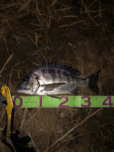 クロダイの釣果