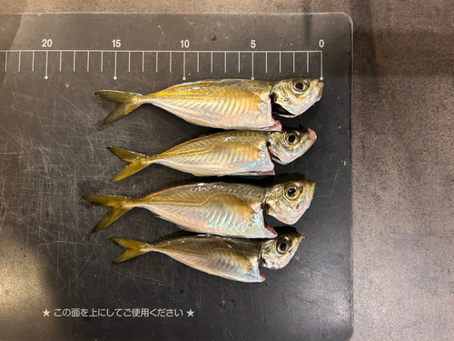 アジの釣果