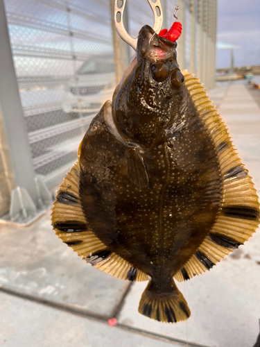 ヌマガレイの釣果