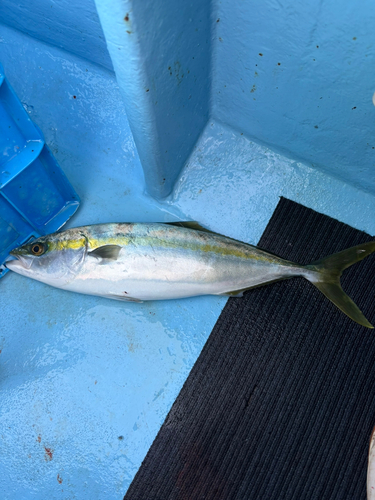 ハマチの釣果