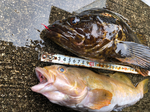 ベッコウゾイの釣果