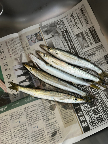 カマスの釣果