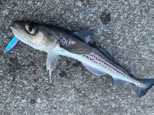 スケトウダラの釣果