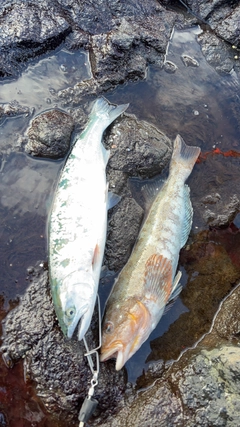 サクラマスの釣果