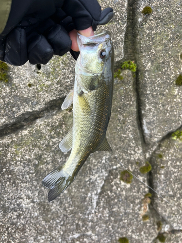 ラージマウスバスの釣果