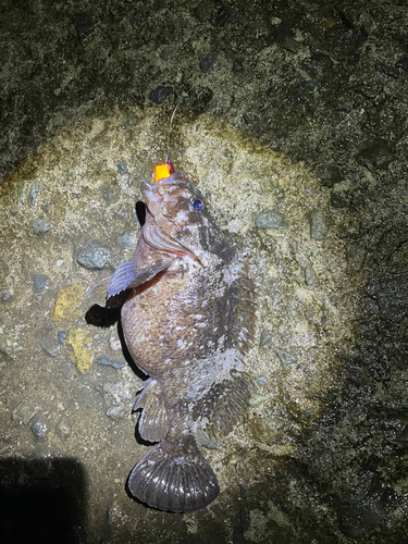 ソイの釣果