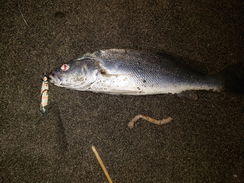 ニベの釣果