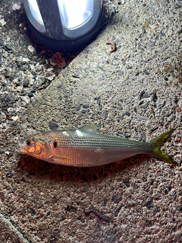 コノシロの釣果