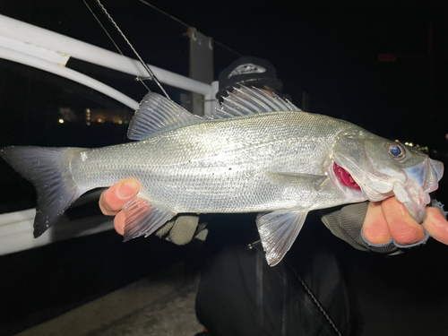 ヒラスズキの釣果