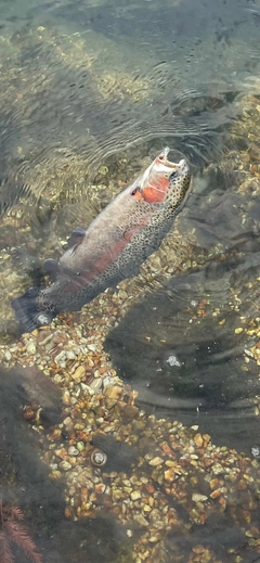 ニジマスの釣果