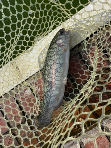 ニジマスの釣果