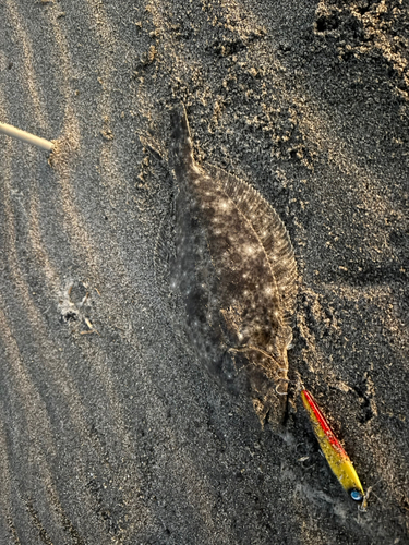 ヒラメの釣果